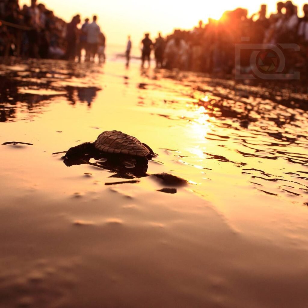 Olive Ridley Turtle making the journey towards the ocean