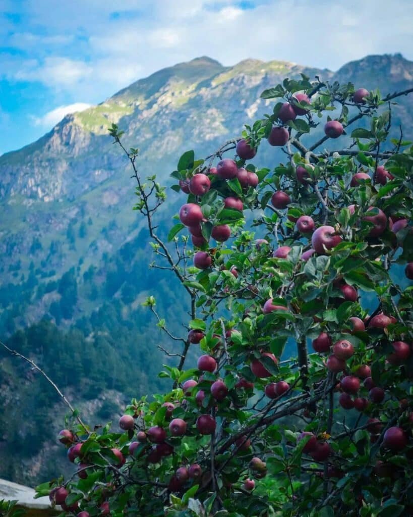 Apple Orchards in Harsil Valley